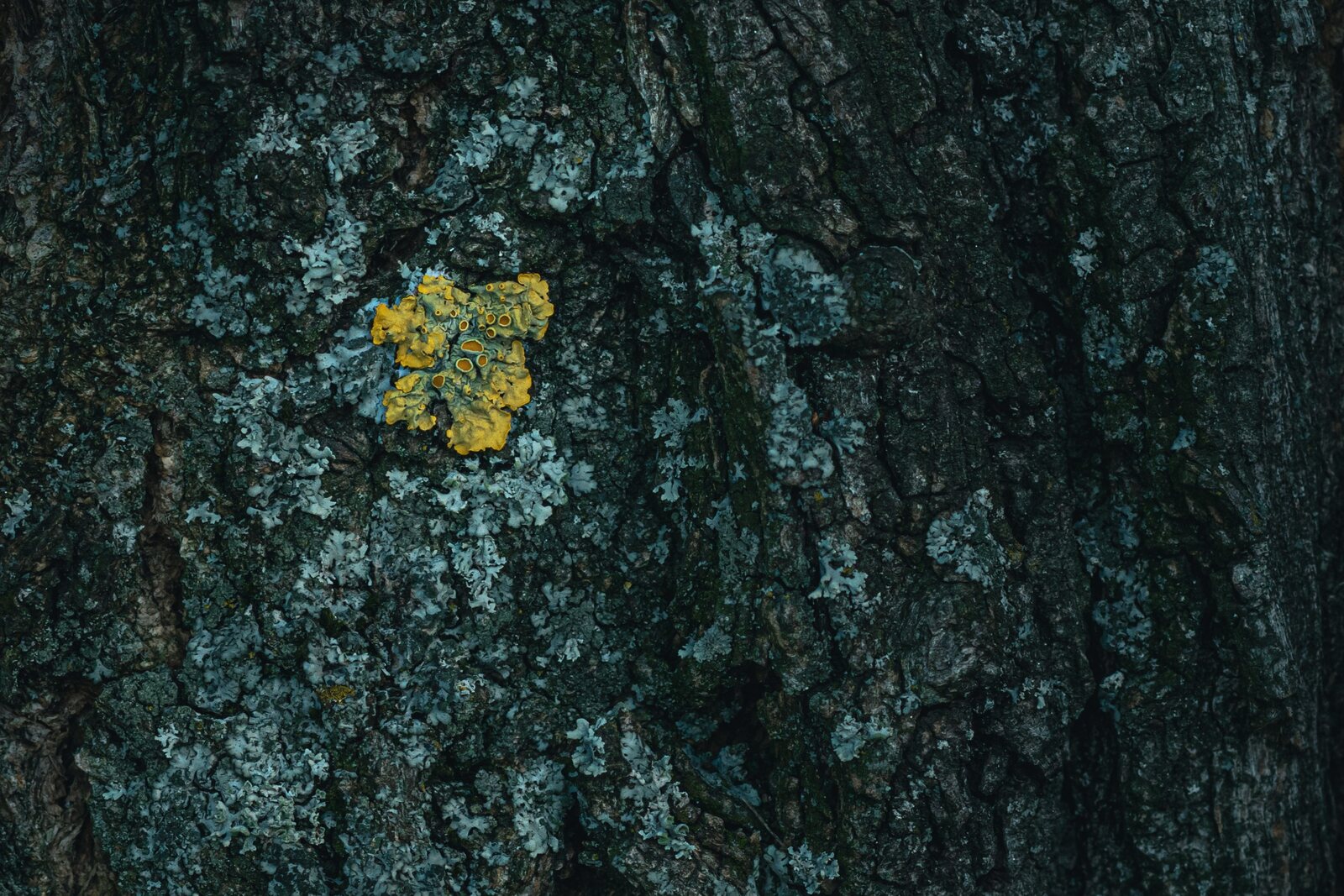 Lichen sur écorce sombre