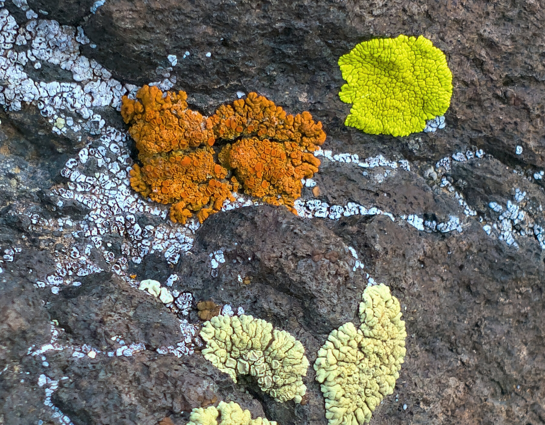 Lichens orange et chartreuse sur roche volcanique